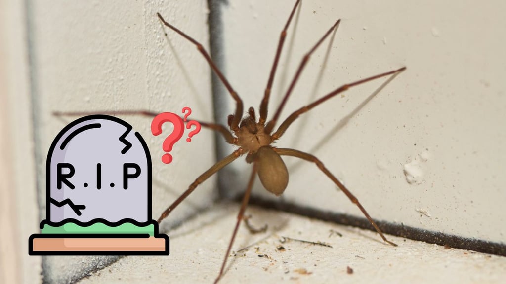 Araña violinista: ¿cuál es la probabilidad de morir ante una mordedura de este arácnido?