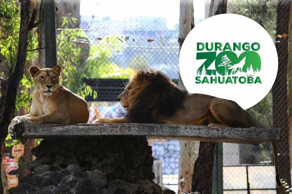 Conoce a las 5 especies favoritas del Zoológico Sahuatoba
