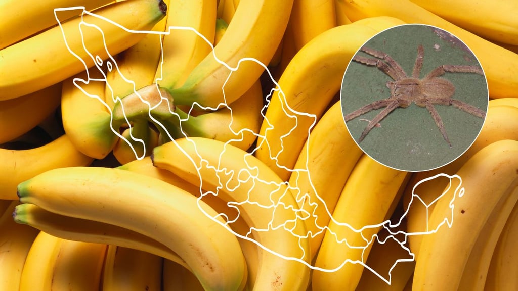 La araña bananera, considerada más peligrosa que la araña violinista, ¿vive en México?