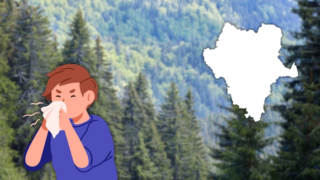 Alergias aumentan hasta 50% en Durango por la polinización de pinos en la sierra