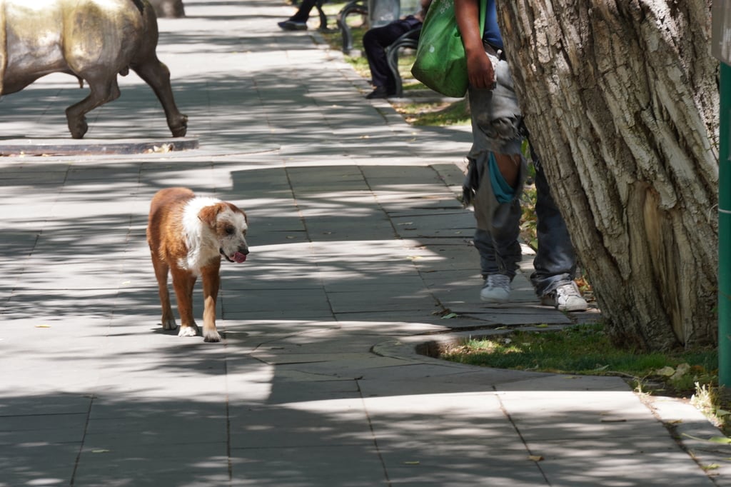 Abandono. Muchas mascotas que son llevadas sin correa se suelen perder en el camino, sufriendo mucho estando en las calles e incluso, en veces, falleciendo.