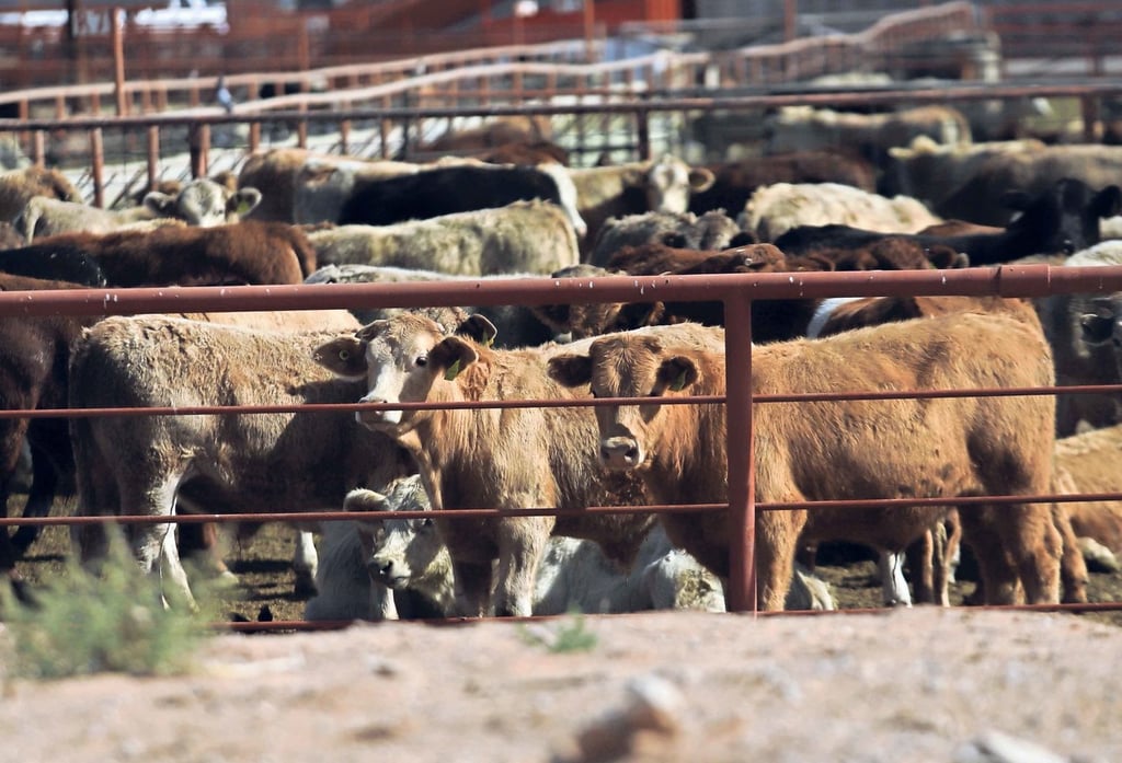 'Contención del gusano barrenador, debe reforzarse', señala regidor