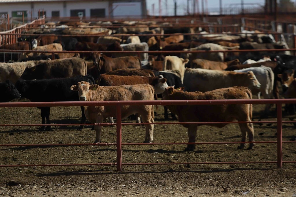 Estados Unidos cierra frontera a ganado