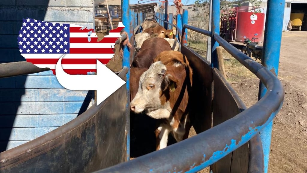 Gusano barrenador: por cierre de frontera, miles de cabezas de ganado regresan a Durango