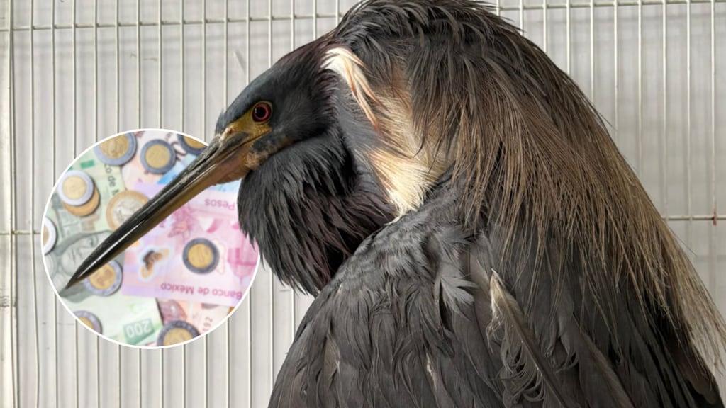 Niños intentaron vender una 'Garza Tricolor' herida; el ave ya fue rescatada