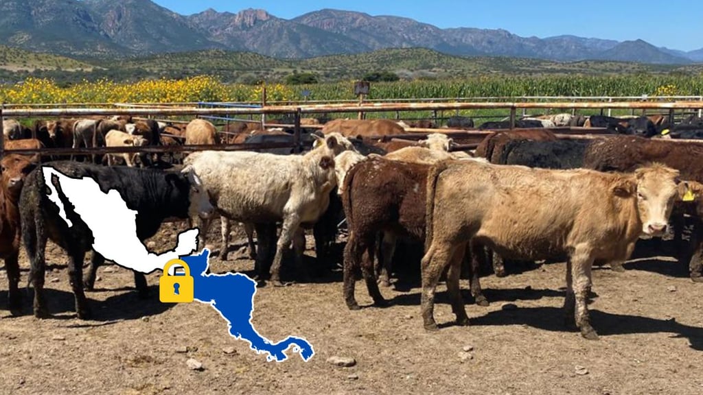 Gusano barrenador: Proponen cerrar frontera de México y Centroamérica para importación de ganado