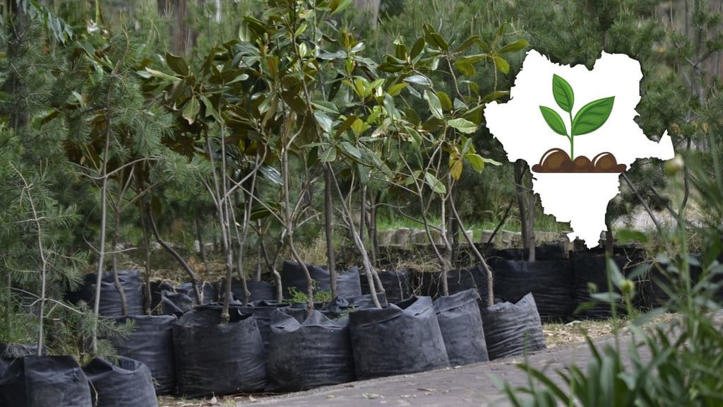 ¿Te gustaría adoptar un árbol? Harán donación en Durango en próximos días