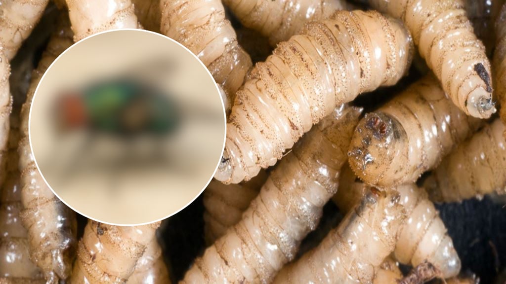 Así es la mosca del gusano barrenador; aprende a identificarla con estas características