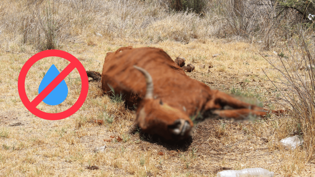 Durango, sin reportes de muerte de ganado por sequía