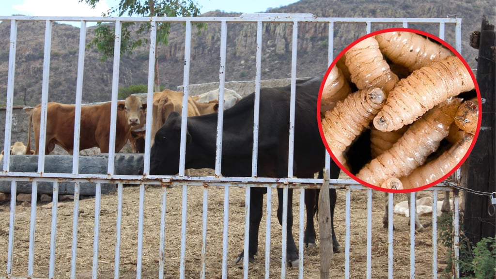 Situación del campo es grave: Yáñez Cuéllar