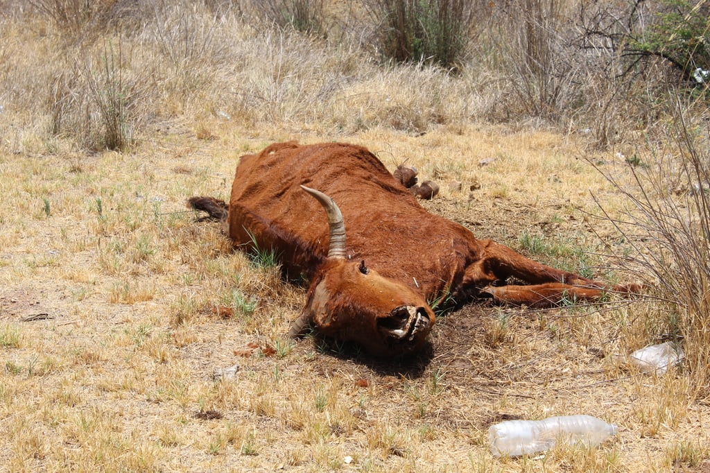 Alternativas. Entre los productores, desde pequeños a grandes, se recomienda vender el ganado improductivo y buscar una suplementación adecuada. 