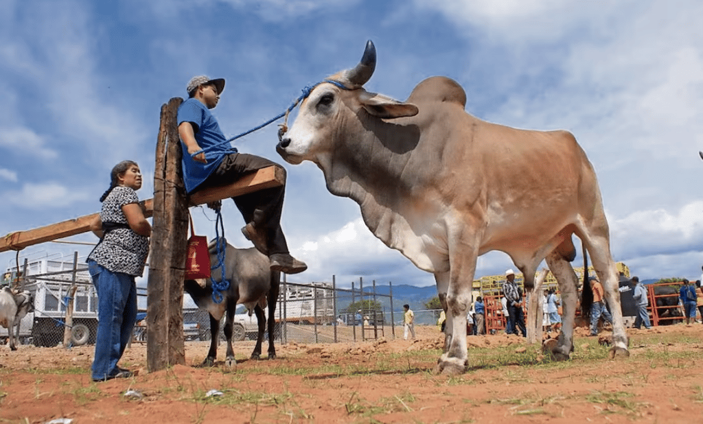 'Cerrar fronteras no detiene el avance del gusano barrenador'