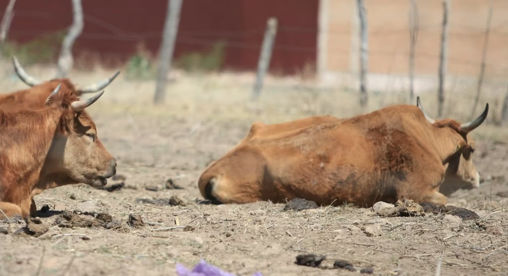 Pese a la sequía, son pocas las muertes de ganado en Durango