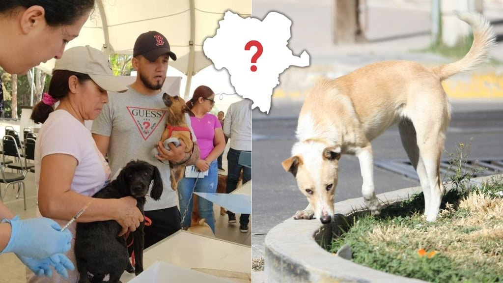 Esterilizarán a perros que viven en situación de calle en Durango | ¿Cuándo y dónde?