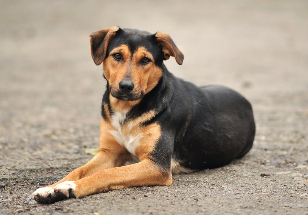 Augusto y el payaso 'Carablanca'