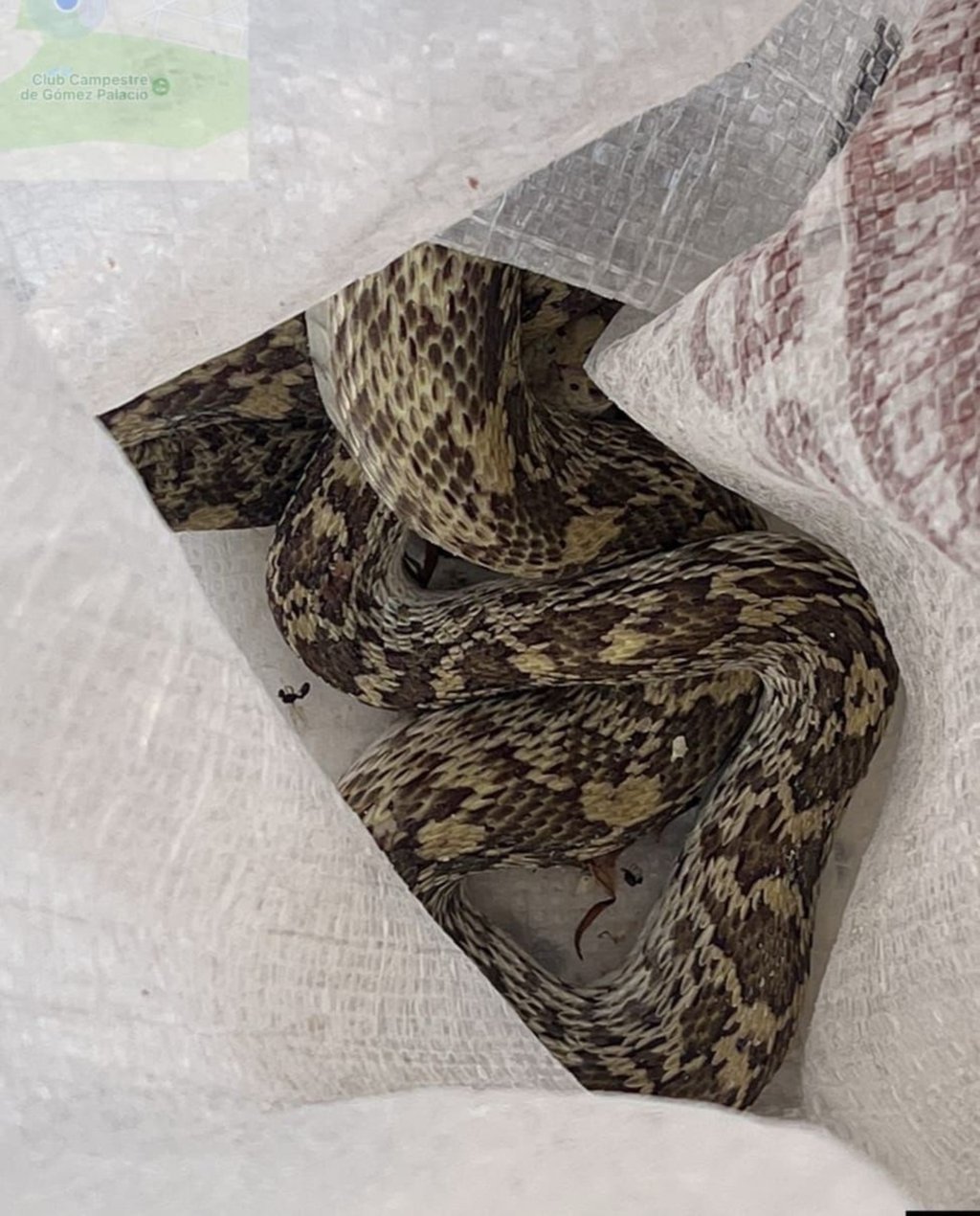 La serpiente fue trasladada cuidadosamente a su hábitat natural, donde podrá continuar con sus funciones ecológicas sin poner en riesgo su integridad ni la de los habitantes del sector.