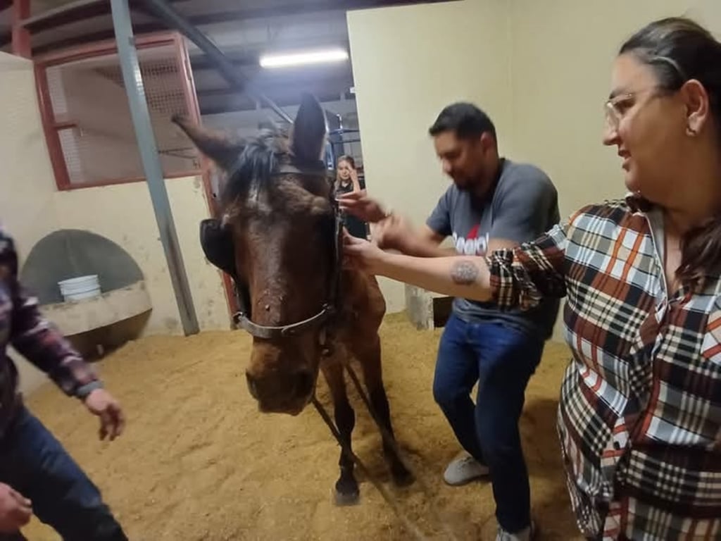 Revisión. Se trasladó al Hospital Veterinario de la UJED, donde le harán una revisión médica; cuando se encuentre mejor vivirá en una granja y ya no trabajará.