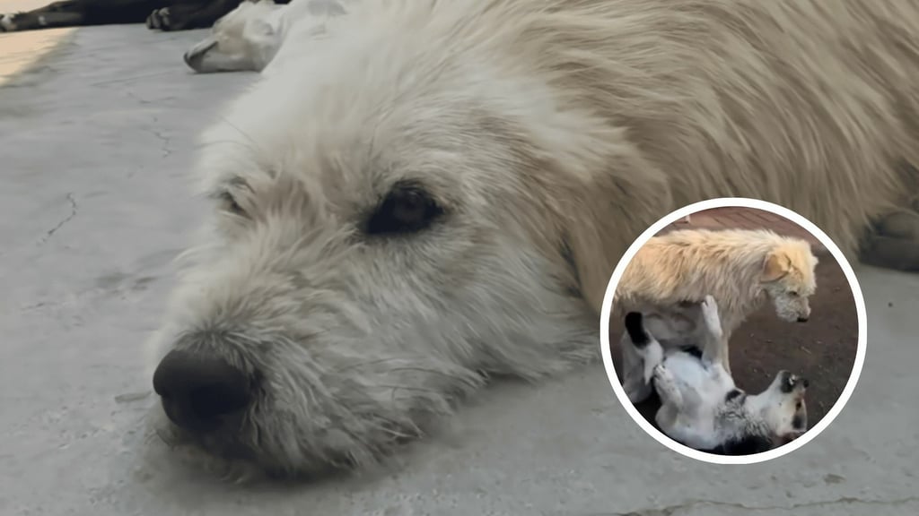 ¿Quién es King Charles, ‘el perro con más aura del mundo’? Aquí te contamos