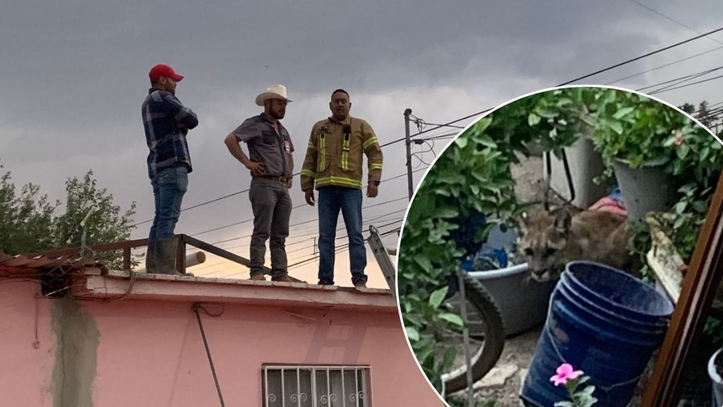 Avistamiento de puma en Durango sorprende a habitantes y moviliza a autoridades