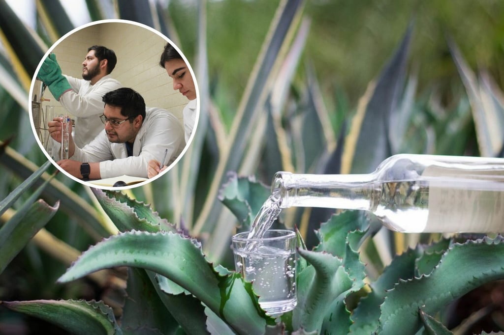 Levadura nativa desarrollada en el ITD podría triplicar la producción de mezcal sin afectar su calidad