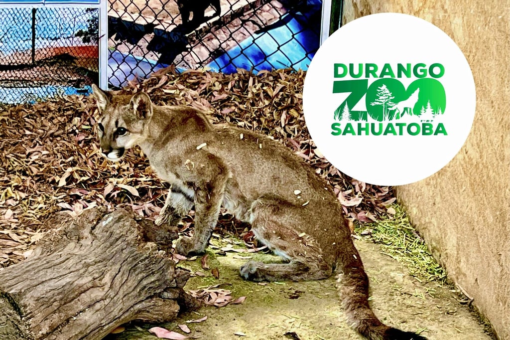Puma capturado en Durango, bajo resguardo en el Zoológico Sahuatoba
