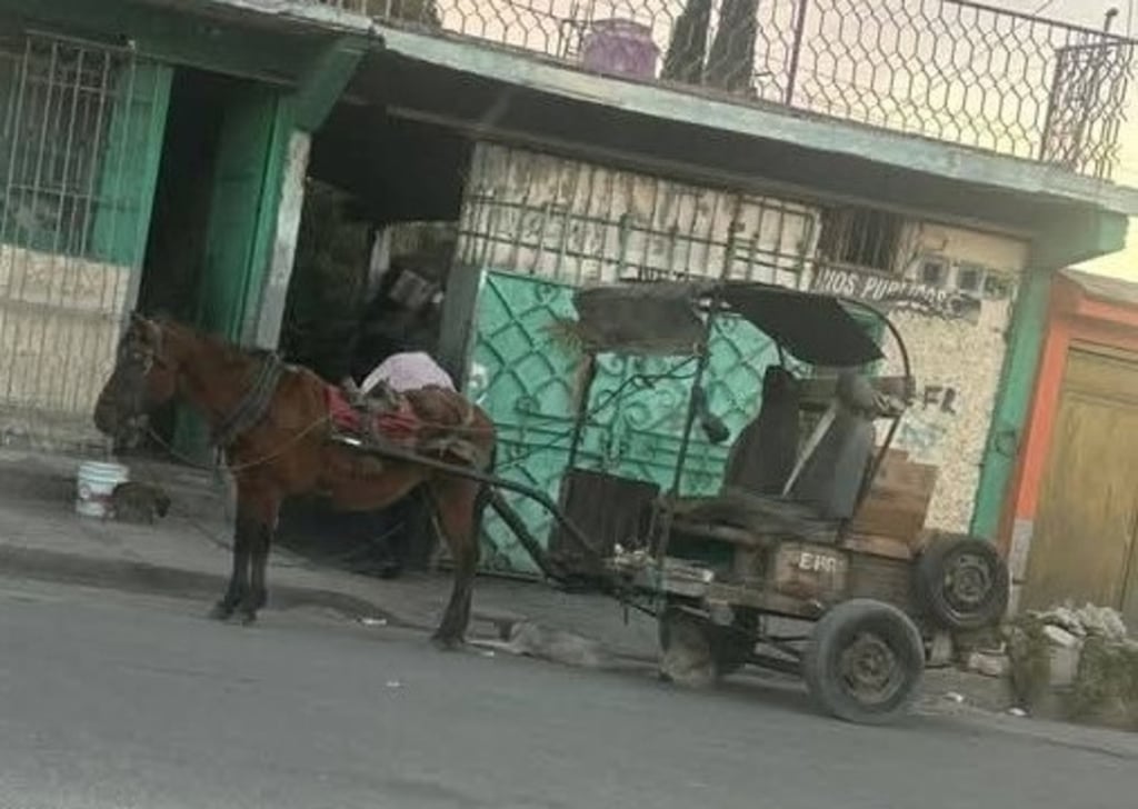 Maltrato. Está prohibido utilizar a animales de carga pesada y hay sanciones.