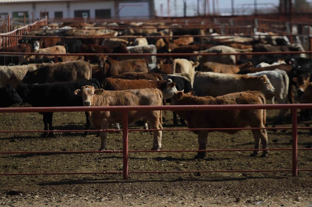 Consecuencias. El gobierno de Estados Unidos cerró su frontera al paso de ganado mexicano el pasado 11 de mayo.