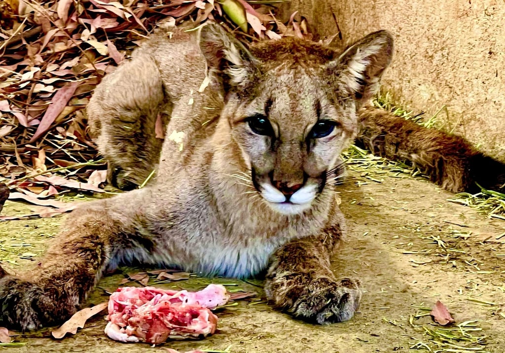 El Sahuatoba resguardó y cuida a puma capturado en el 5 de Mayo