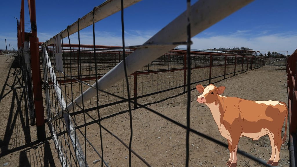 Federación, sin gestionar reapertura de frontera para exportación de ganado: Diputada federal