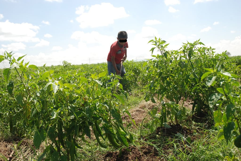 Condicionante. La propuesta establecería sanciones únicamente para aquellos casos donde niños y adolescentes tengan que dejar su escuela para incorporarse a las actividades laborales.