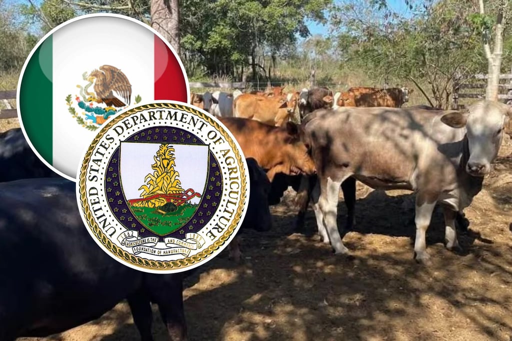 Gusano Barrenador: EU mantiene suspensión de importación de ganado mexicano