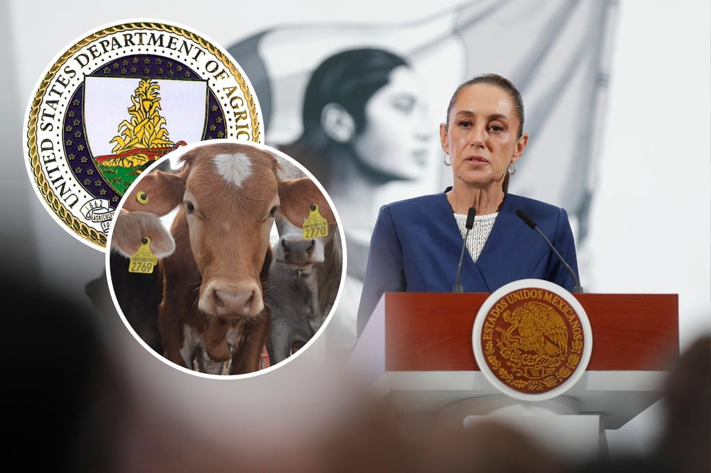 Gusano Barrenador: Sheinbaum señala necesidad de EU de abrir frontera a exportación ganadera