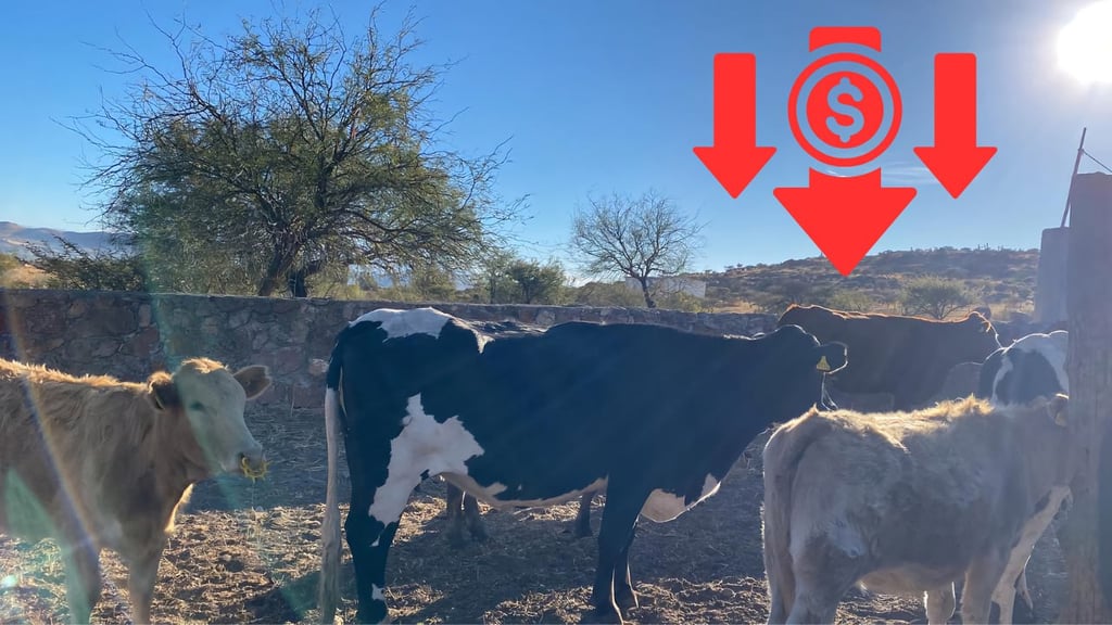 Baja el precio de ganado en mercado nacional, por cierre de frontera: UGRD