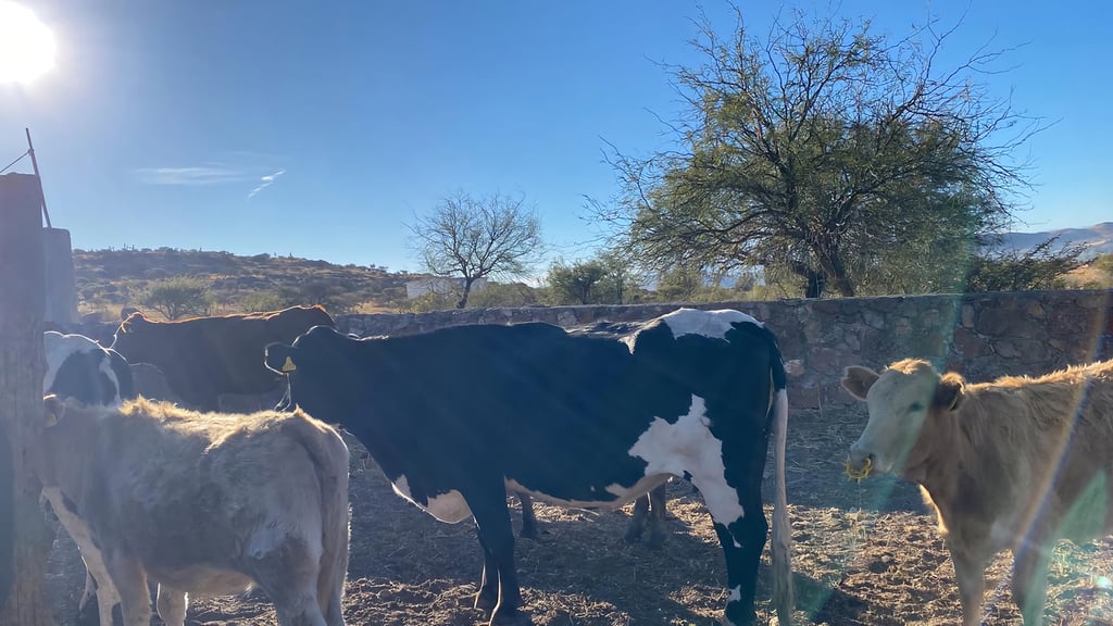 Precio. El precio del ganado en el mercado nacional podría bajar más si sigue cerrada la frontera.