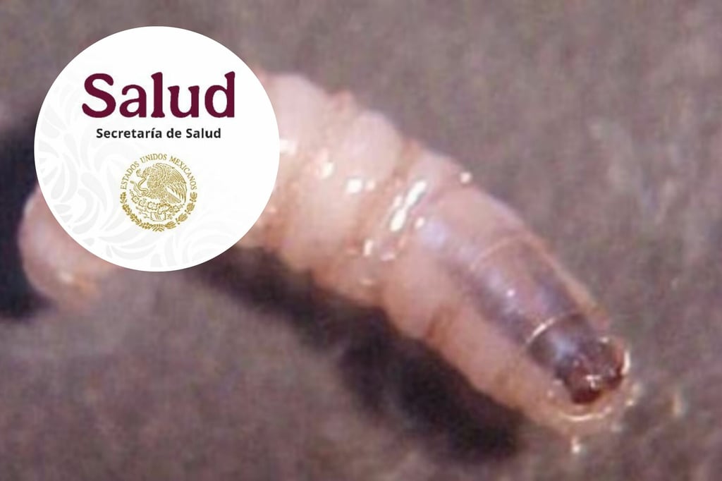 Gusano Barrenador: SSA confirma 8 casos en humanos en Chiapas y Campeche