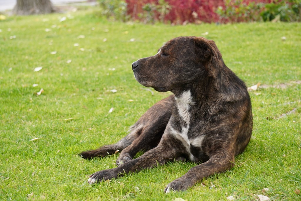 Conflicto. El problema de perros en situación de calle en la ciudad se incrementa, principalmente por abandono.
