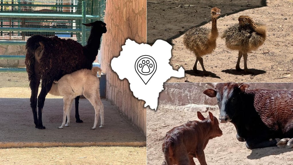 Celebran 20 nuevos nacimientos en el Zoológico de Durango