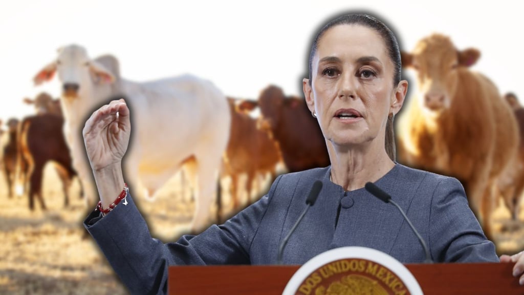 Gusano barrenador: 'No hay fecha' para reanudar exportaciones de ganado a EU, señala Sheinbaum