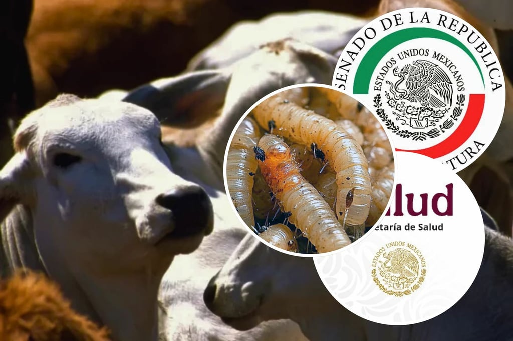 Gusano Barrenador: Senadores piden a Secretaría de Salud fortalecer cerco sanitario