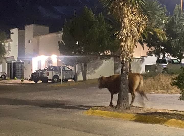 Hasta 45 mil pesos de multa por dejar ganado suelto en Durango: Juzgado Cívico
