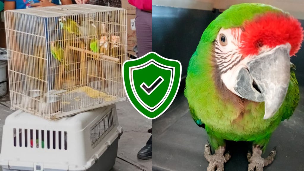 Profepa asegura cinco aves en Durango; se encuentran resguardadas en el Sahuatoba
