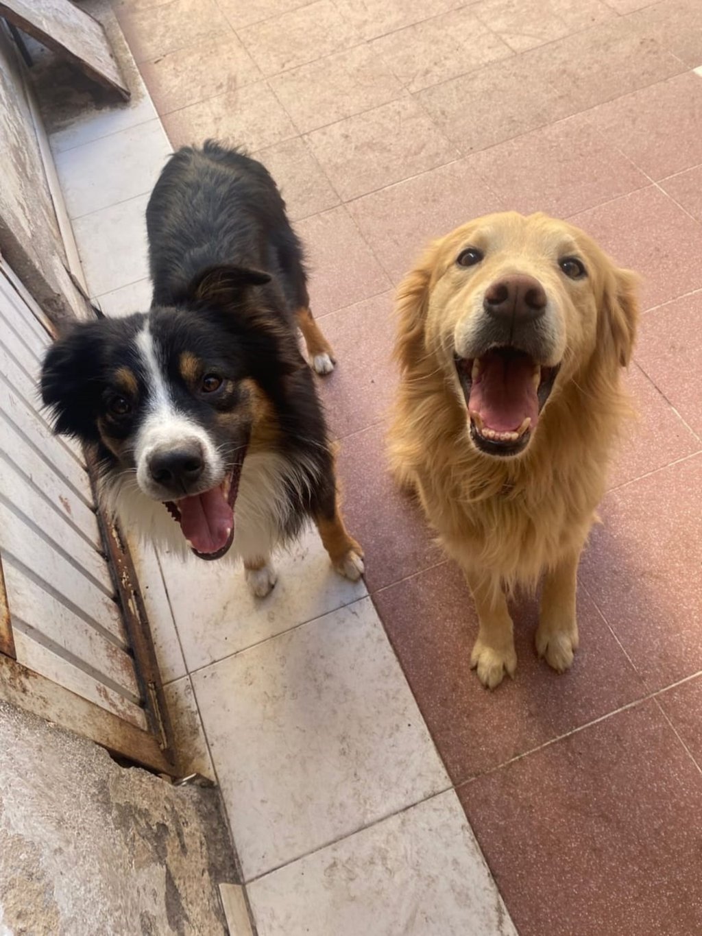 Protesta. En sesión de Cabildo se tomó protesta a los integrantes del primer patronato del Centro de Atención Animal (CAAN). Promoverán. La protección animal y búsqueda de recursos para realizar campañas serán parte de sus actividades.