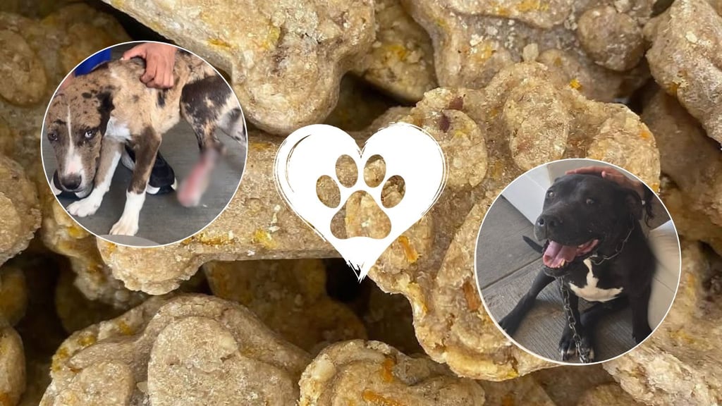 Buscan apoyo para Frambuesa, Patricia y Patas, tres lomitos duranguenses en tratamiento