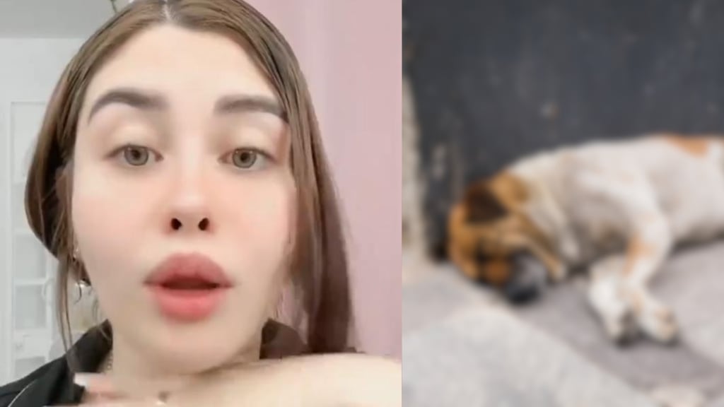 Acusan a exfuncionaria de gobierno de sacrificar a un perro en un ritual para 'quitarse enemigos'