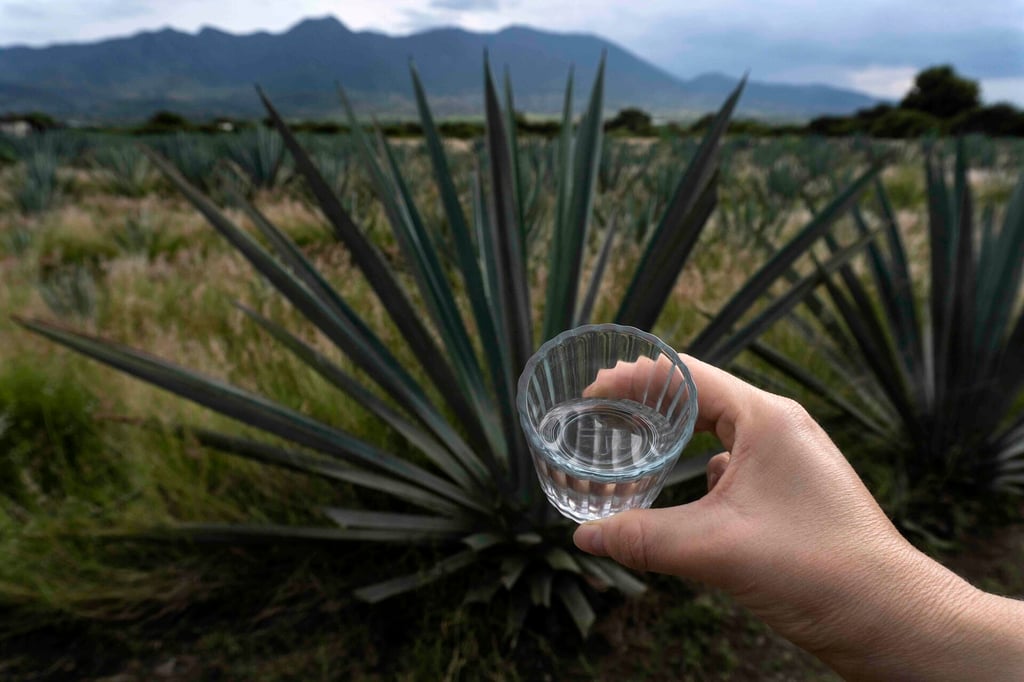 Proponen en Durango exentar del IEPS al mezcal artesanal
