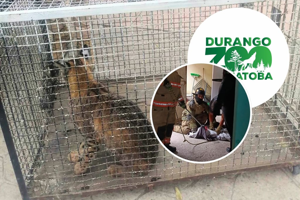 Capturan gato montés dentro de vivienda en la colonia Tierra y Libertad, en Durango