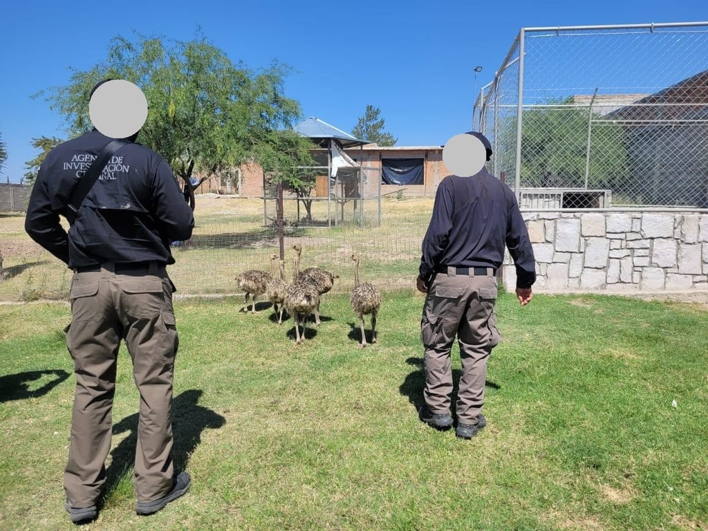 Procedimiento. Los agentes federales ejecutaron la orden de cateo y encontraron a los ejemplares.