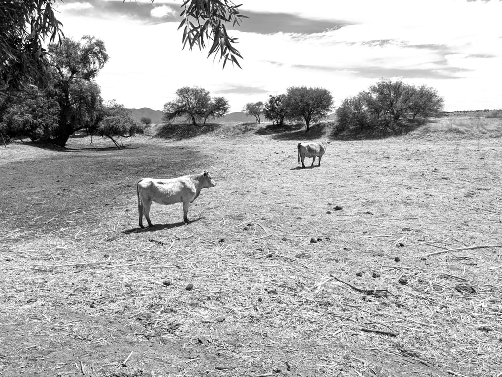 Pronóstico. Esperan que las lluvias se regularicen las próximas semanas para que se puedan aprovechar en el campo, pues se han registrado de manera irregular.