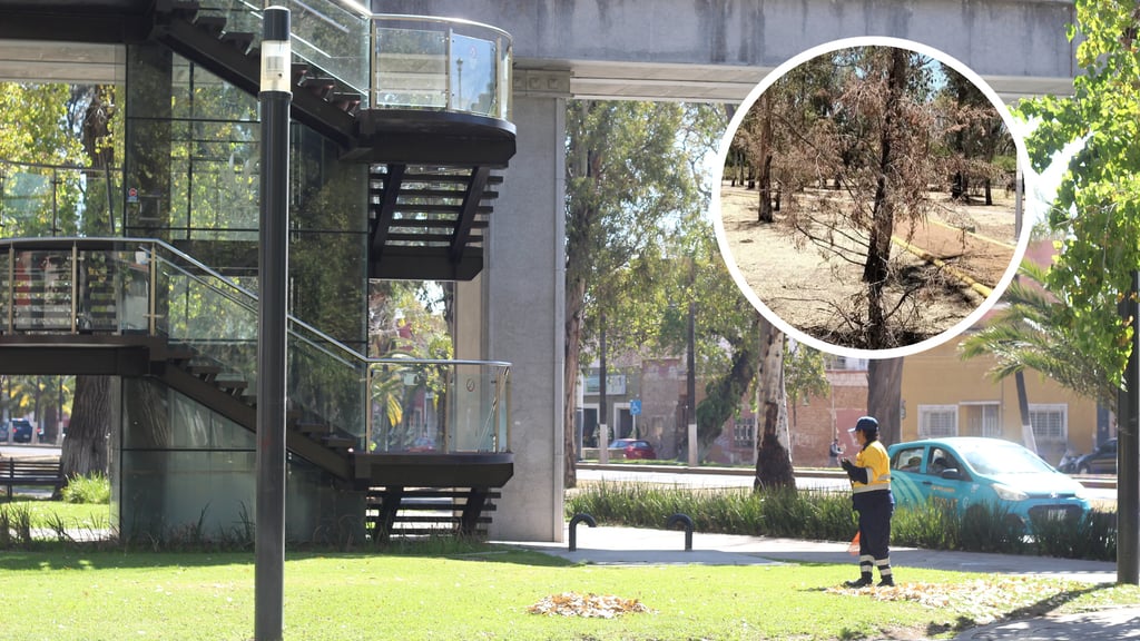 Regidor denuncia abandono de áreas verdes y camellones secos en Durango