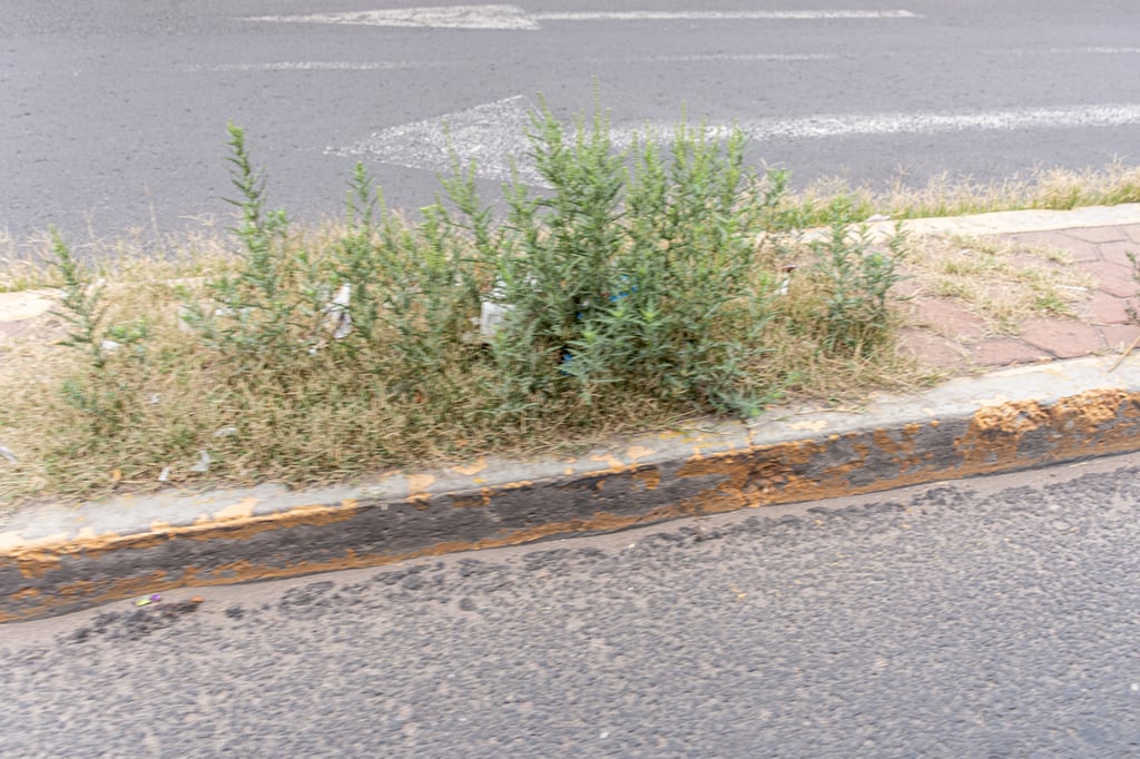 Reportes. Se registran quejas sobre las condiciones en que se encuentran algunos camellones, áreas verdes, jardines y los propios parques Guadiana, Sahuatoba y Centenario.